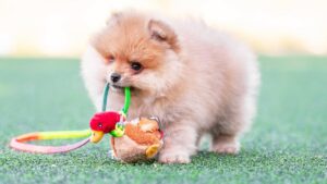new-study-reveals-dogs-teach-humans-to-follow-their-lead