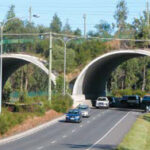new-wildlife-advocacy-group-launched-in-victoria-urges-action