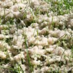 north-wangaratta-factory-fined-45-000-for-300kg-air-discharge
