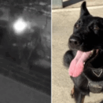 police-dog-rocco-injured-in-dramatic-freeway-crash-teen-driver-arrested