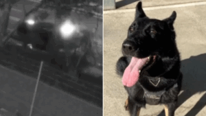 police-dog-rocco-injured-in-dramatic-freeway-crash-teen-driver-arrested