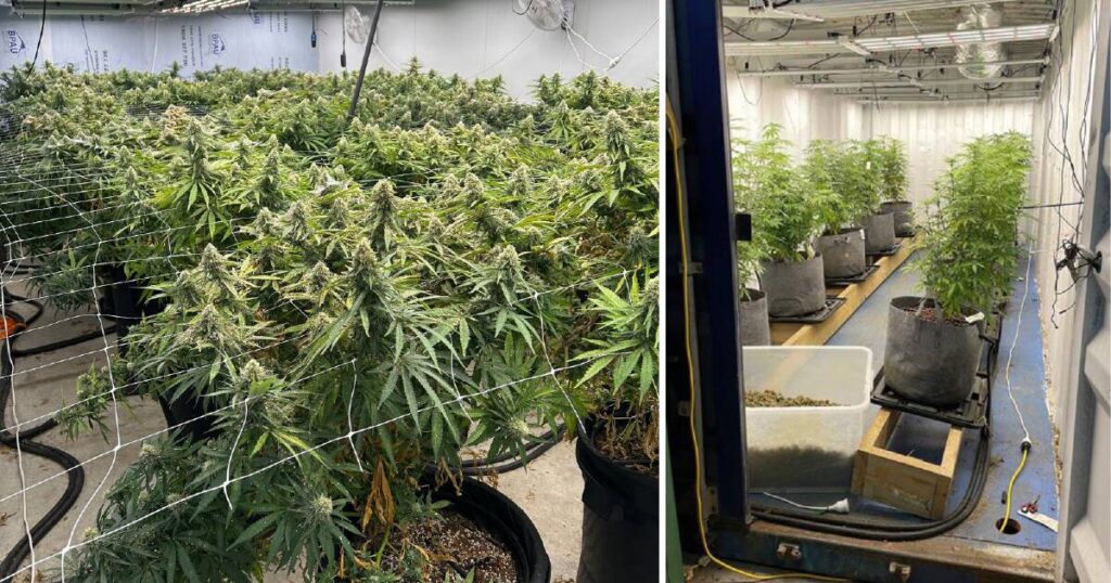 police-uncover-500-000-cannabis-operation-in-melbourne-raids