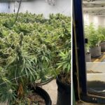 police-uncover-500-000-cannabis-operation-in-melbourne-raids