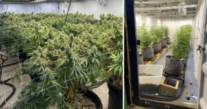 police-uncover-500-000-cannabis-operation-in-melbourne-raids