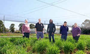 researchers-develop-analytics-tool-to-boost-australia-s-grain-sector