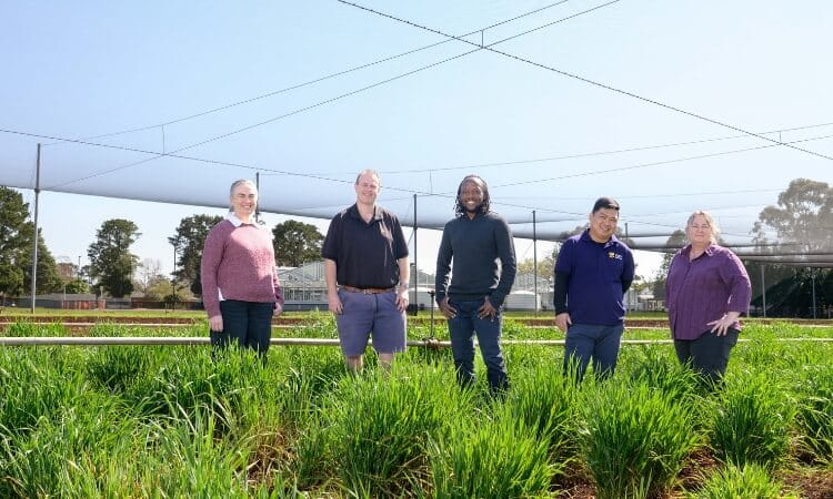 researchers-develop-analytics-tool-to-boost-australia-s-grain-sector