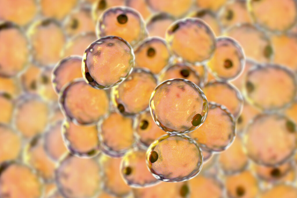 Fat cells, or adipose cells