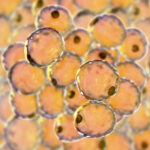 Fat cells, or adipose cells