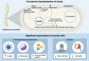 researchers-uncover-giant-dna-elements-in-human-mouths
