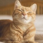 researchers-uncover-technique-to-connect-with-your-cat