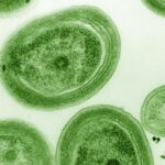 rising-ocean-temperatures-threaten-key-microbe-s-survival