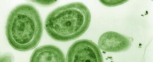 rising-ocean-temperatures-threaten-key-microbe-s-survival