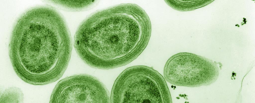 rising-ocean-temperatures-threaten-key-microbe-s-survival