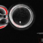 scientists-create-fertilizable-human-eggs-from-skin-cells
