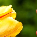 sense-of-smell-loss-identified-as-early-alzheimer-s-indicator