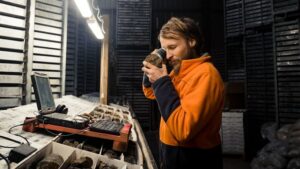 siren-gold-secures-4-million-to-accelerate-new-zealand-projects
