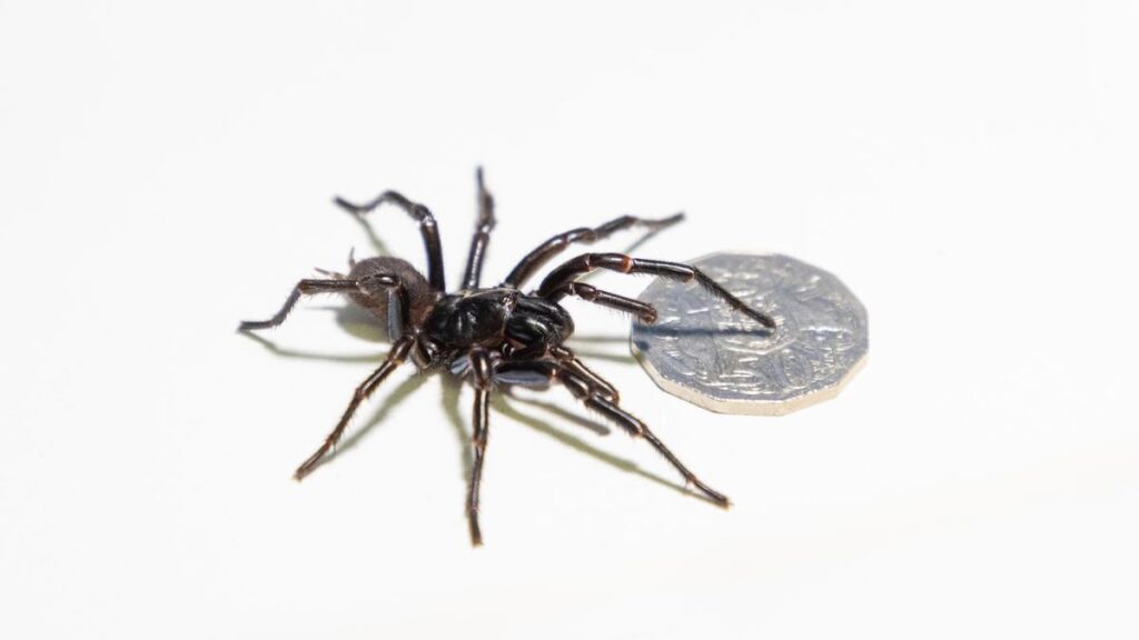 spider-venom-offers-hope-for-drug-resistant-epilepsy-patients