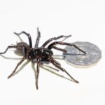 spider-venom-offers-hope-for-drug-resistant-epilepsy-patients