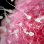 study-links-cannabis-use-to-chromosomal-abnormalities-in-ivf-eggs