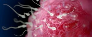 study-links-cannabis-use-to-chromosomal-abnormalities-in-ivf-eggs