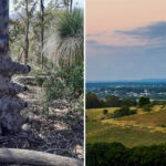 stunning-gum-tree-with-eight-limbs-captivates-aussies-now