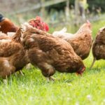 supermarket-claims-under-scrutiny-what-shoppers-must-know-now