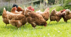 supermarket-claims-under-scrutiny-what-shoppers-must-know-now
