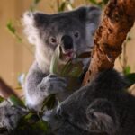 timber-harvesting-paused-as-great-koala-national-park-unveiled