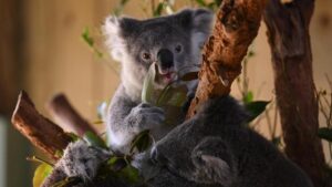 timber-harvesting-paused-as-great-koala-national-park-unveiled