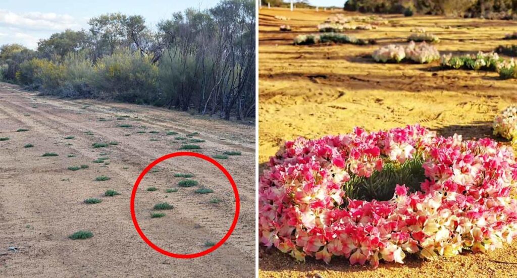 tourists-flock-to-mullewa-as-rare-wreath-flowers-bloom-now