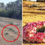 tourists-flock-to-mullewa-as-rare-wreath-flowers-bloom-now