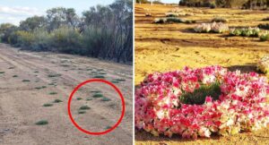 tourists-flock-to-mullewa-as-rare-wreath-flowers-bloom-now