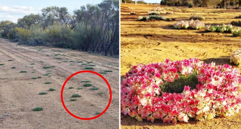 tourists-flock-to-mullewa-as-rare-wreath-flowers-bloom-now