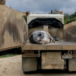 tragic-death-of-baby-humpback-whale-sparks-outrage-in-nsw