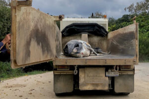 tragic-death-of-baby-humpback-whale-sparks-outrage-in-nsw