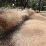 urgent-action-needed-australia-s-worst-weed-costs-millions