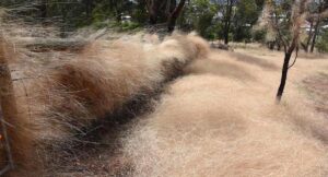 urgent-action-needed-australia-s-worst-weed-costs-millions