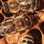 urgent-action-south-australia-removes-hives-to-combat-varroa-mite