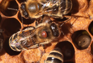 urgent-action-south-australia-removes-hives-to-combat-varroa-mite