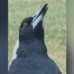 urgent-alert-magpie-swooping-season-begins-protect-yourself-now-