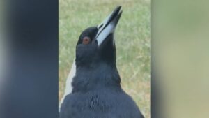 urgent-alert-magpie-swooping-season-begins-protect-yourself-now-