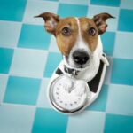 urgent-alert-new-guidelines-reveal-how-to-assess-pet-obesity
