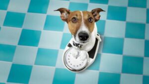 urgent-alert-new-guidelines-reveal-how-to-assess-pet-obesity