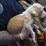 urgent-brimbank-reports-spike-in-animal-cruelty-cases