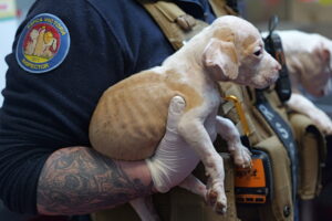 urgent-brimbank-reports-spike-in-animal-cruelty-cases