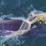 urgent-calls-to-ban-shark-nets-after-five-whale-entanglements