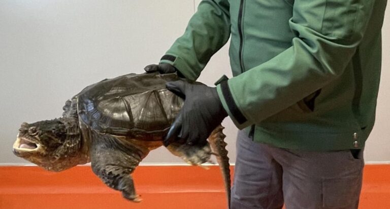 urgent-exotic-turtle-seized-in-melbourne-owner-fined-1-628