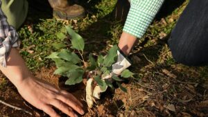urgent-experts-gather-at-landcare-conference-to-tackle-ecosystem-crisis