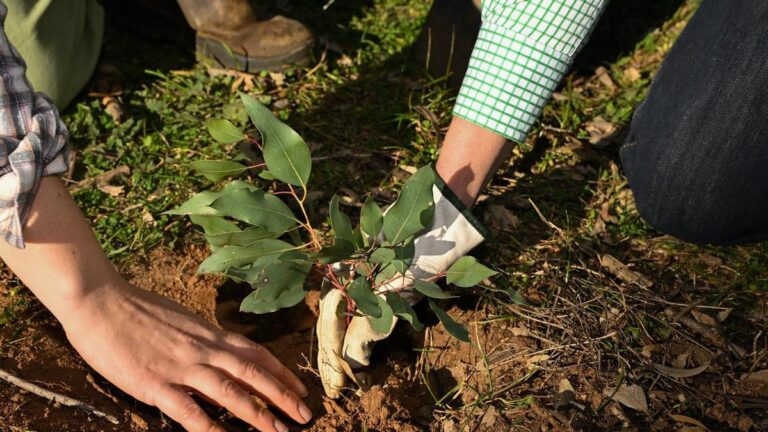 urgent-experts-gather-at-landcare-conference-to-tackle-ecosystem-crisis