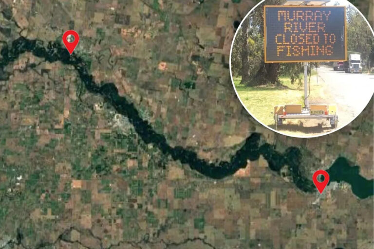 urgent-fishing-ban-on-murray-river-22-000-fine-imminent